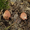 Schotelrussula